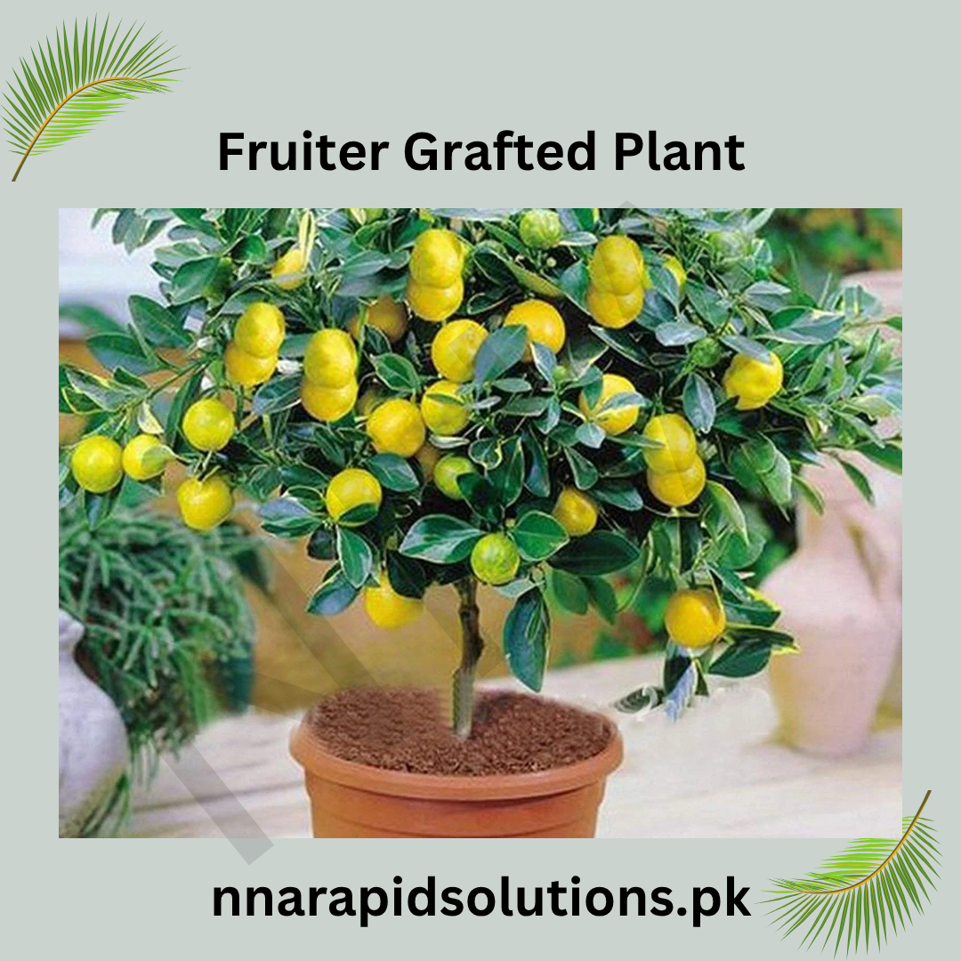 2-Year-Old Fruiter Grafted Plant  Early Fruiting Citrus Tree