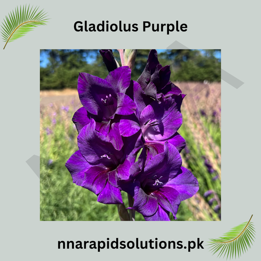 Gladiolus Purple Bulb  Royal Spikes of Elegant Blooms