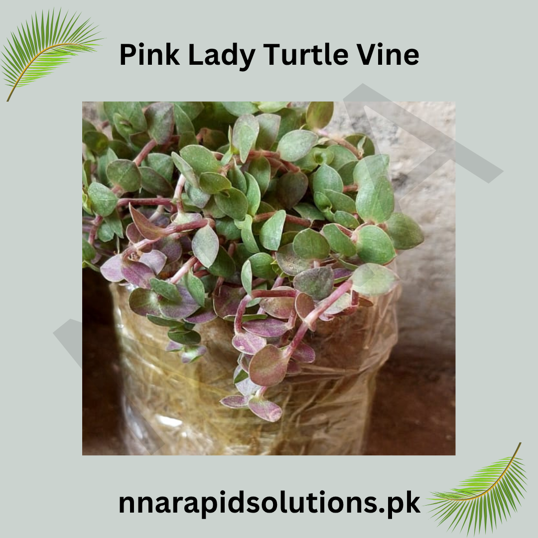 Turtle Vine Pink Stunning Ornamental Hanging Plant