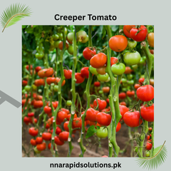 Buy Creeper Tomato (Hybrid) Seeds Online in Pakistan | High Yield Climbing Tomato