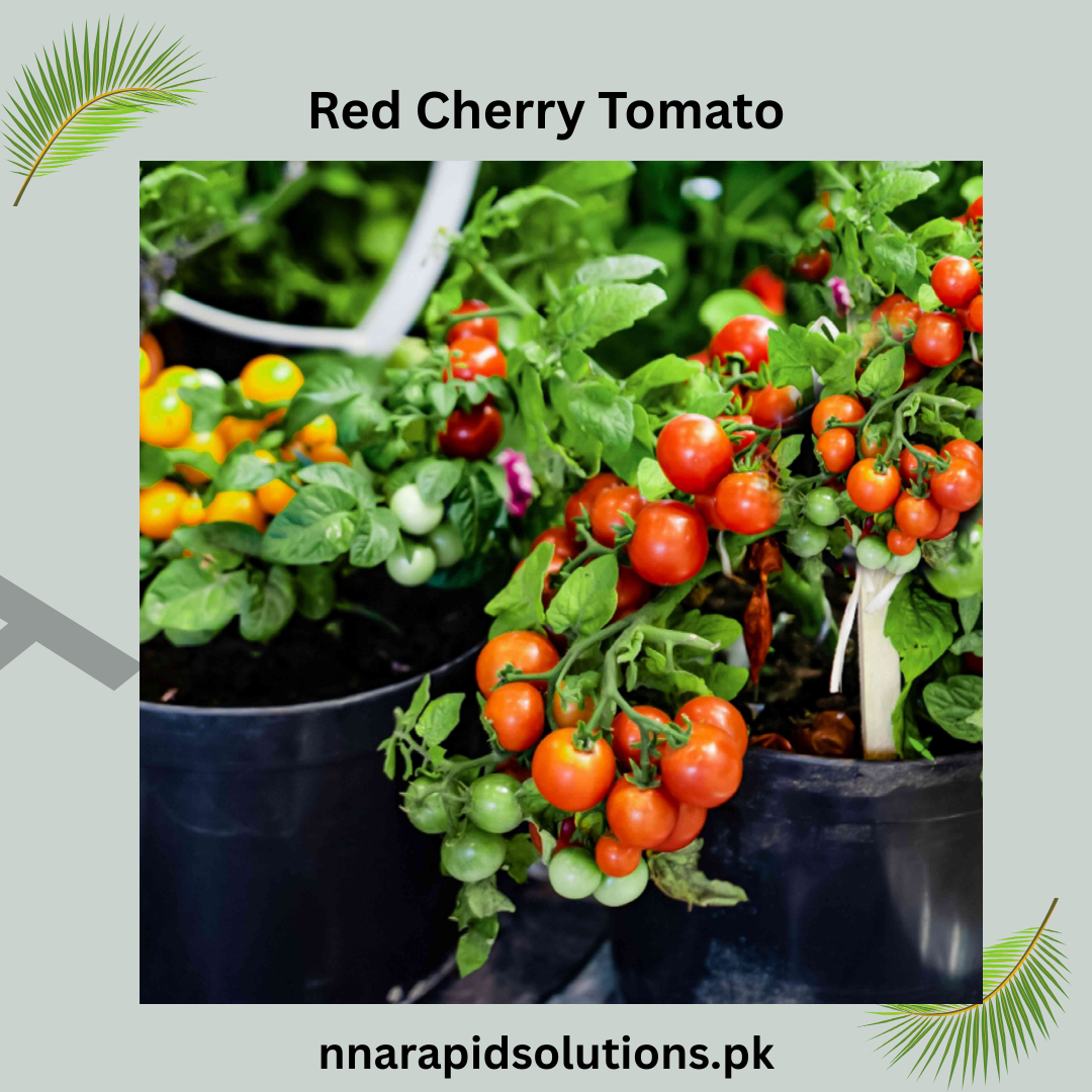 Buy Organic Red Cherry Tomato Seeds Online in Pakistan
