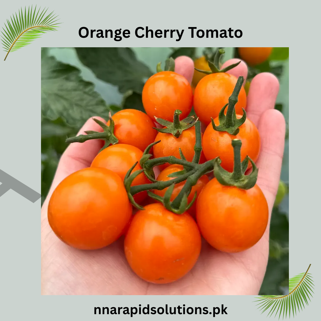 Buy Organic Orange Cherry Tomato Seeds Online in Pakistan | Sweet & High Yield