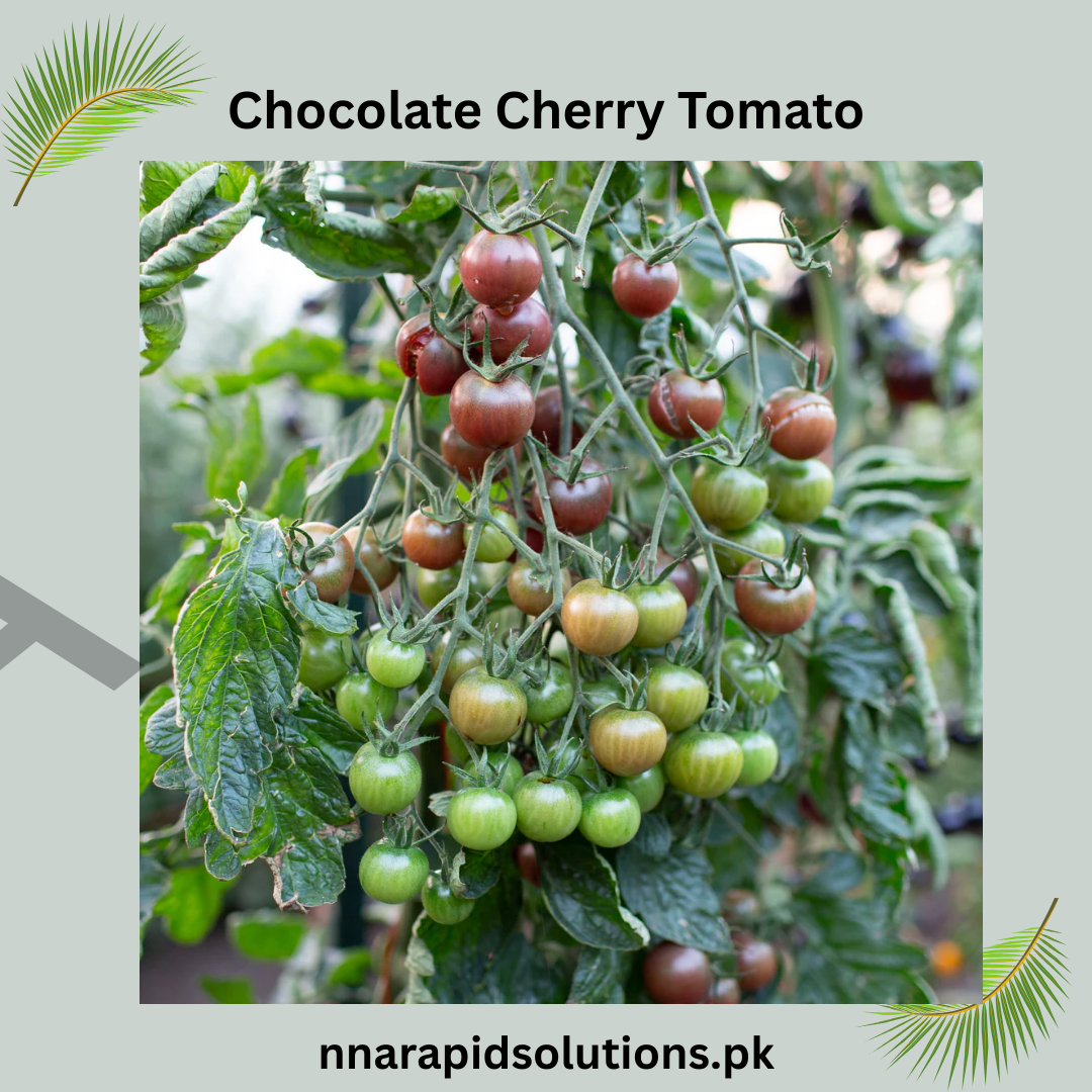Buy Chocolate Cherry Tomato Hybrid Seeds Online in Pakistan | High Yield Variety
