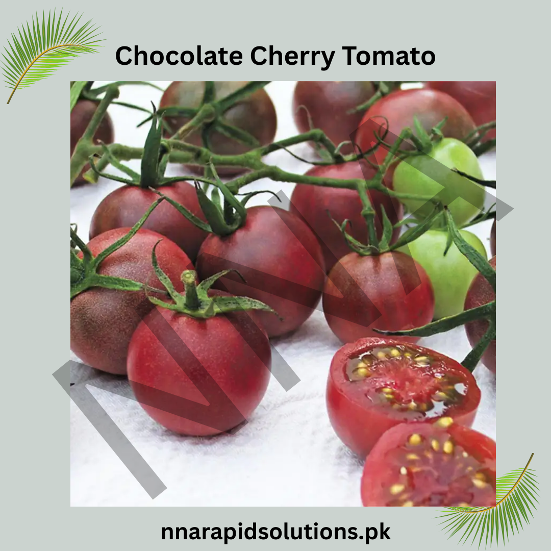 Buy Organic Chocolate Cherry Tomato Seeds Online in Pakistan | Sweet & High Yield