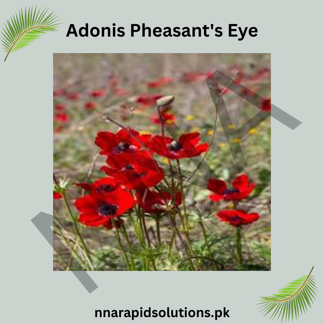 Adonis Pleasant Eye Seeds – Vibrant Summer Flower