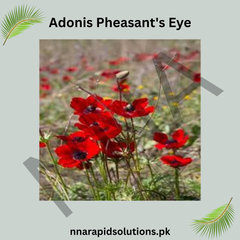 Adonis Pleasant Eye Seeds – Vibrant Summer Flower
