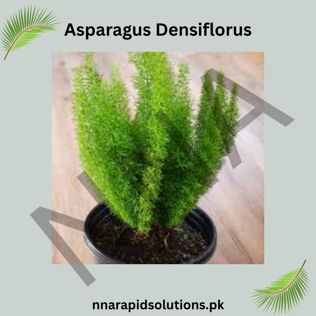 Asparagus Densiflorus Seeds – Lush Indoor & Outdoor Fern