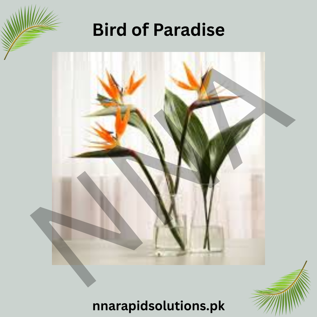 Bird of Paradise Seeds – Exotic Tropical Flower