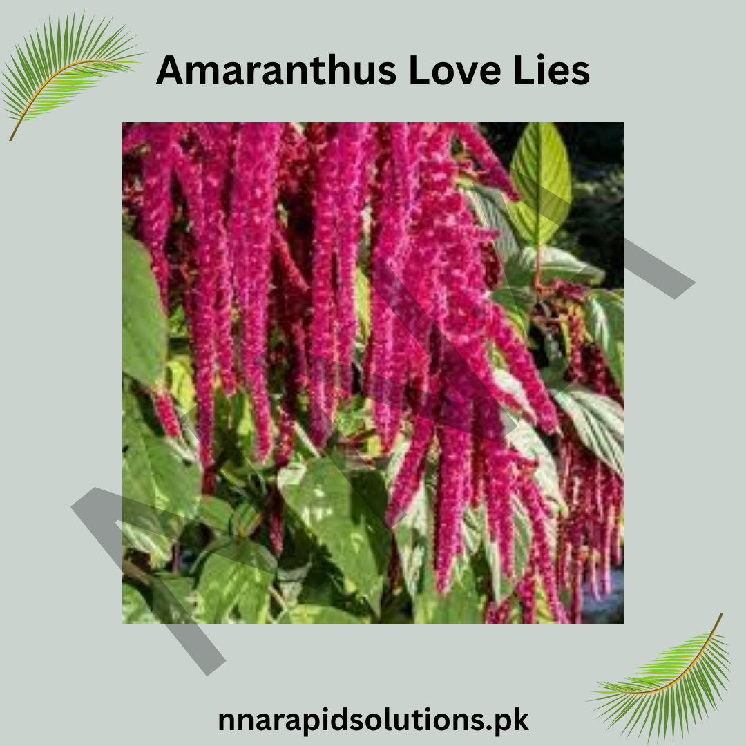 Amaranthus Love Lies Seeds – Vibrant Ornamental Foliage
