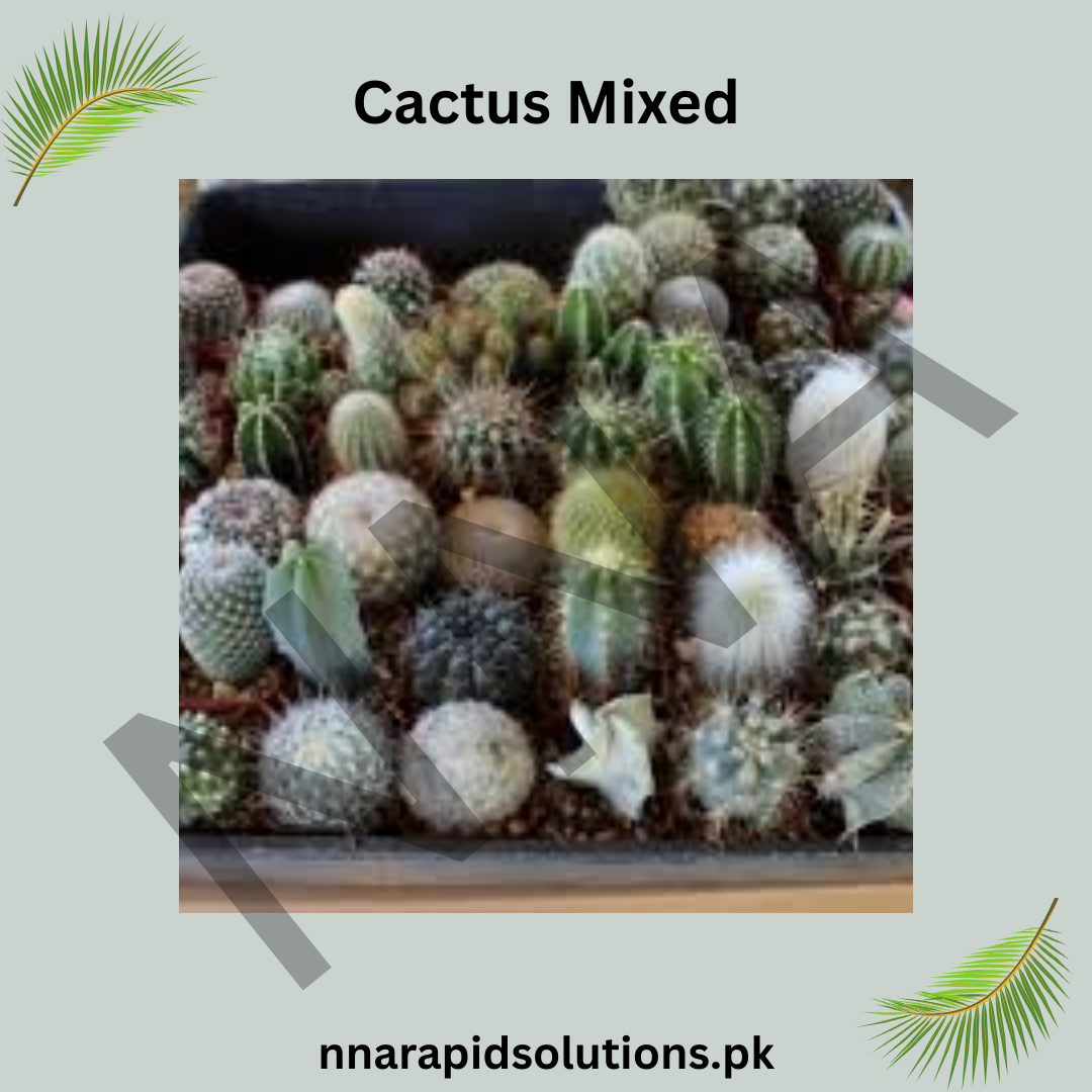 Cactus Mixed Seeds – Assorted Succulent Collection