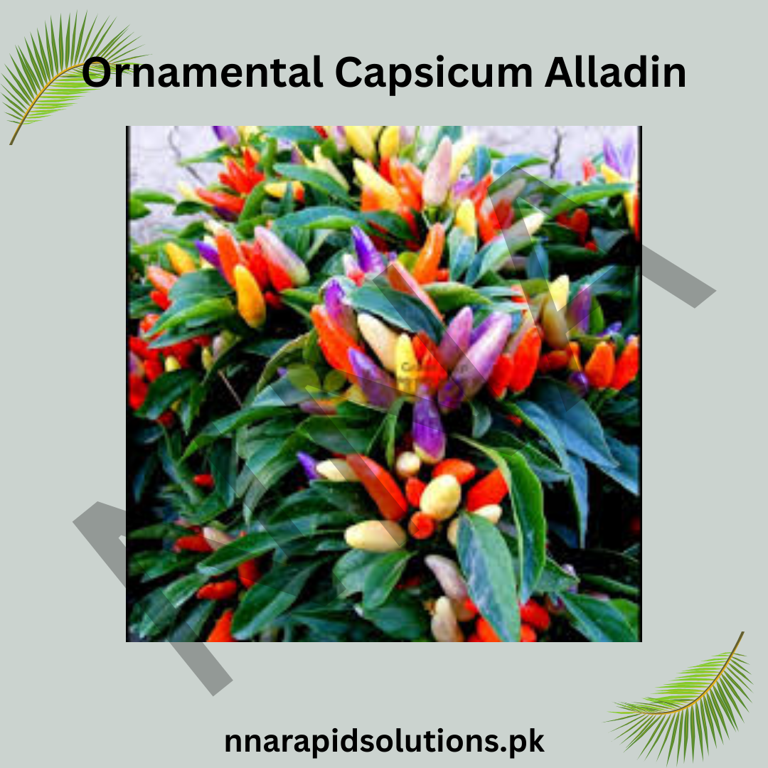 Ornamental Capsicum Alladin Seeds – Decorative Chili Pepper