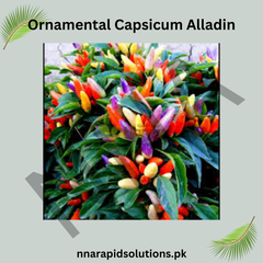 Ornamental Capsicum Alladin Seeds – Decorative Chili Pepper