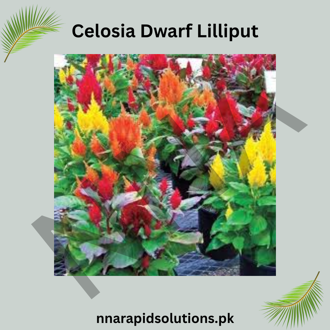 Celosia Dwarf Lilliput Seeds – Compact Colorful Garden Flower