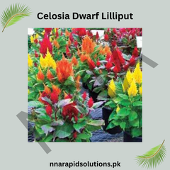 Celosia Dwarf Lilliput Seeds – Compact Colorful Garden Flower