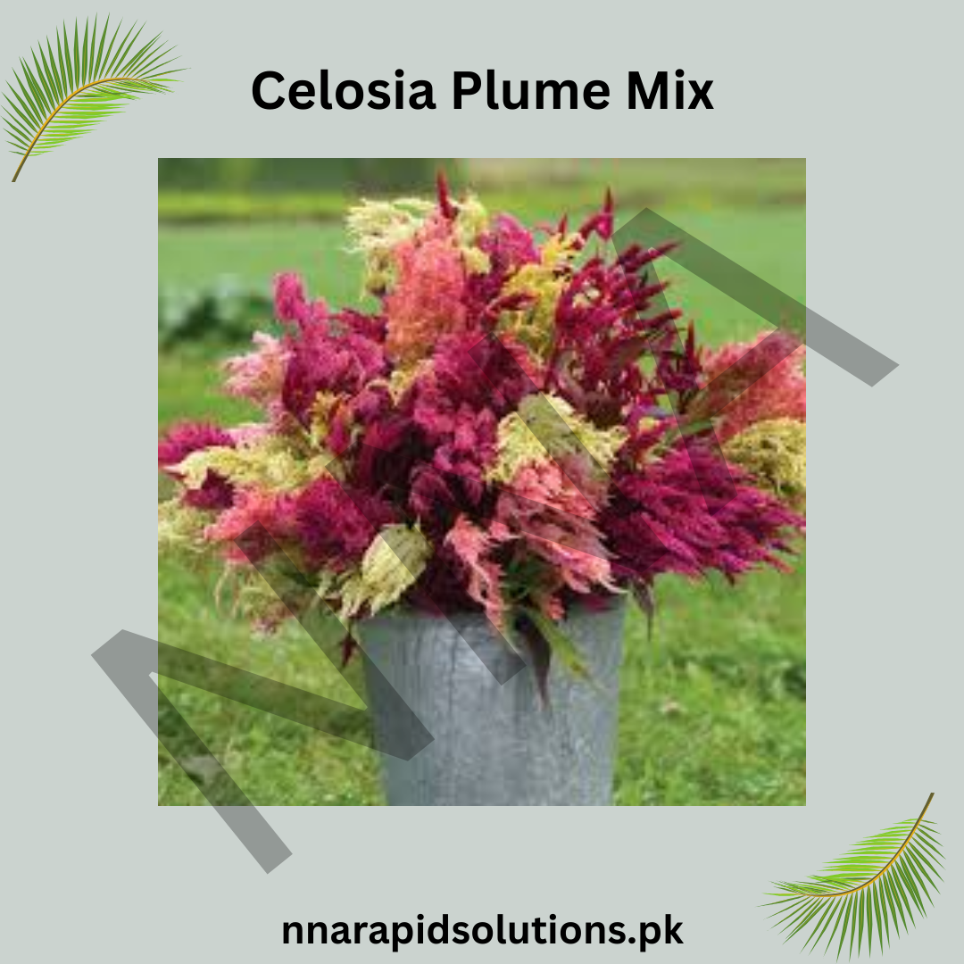 Celosia Plume Mix Seeds – Colorful Feathery Ornamental Flowers