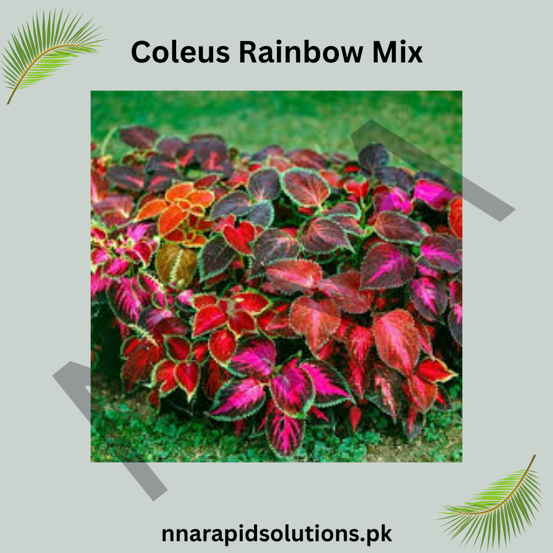 Coleus Rainbow Mix Seeds – Vibrant Ornamental Foliage