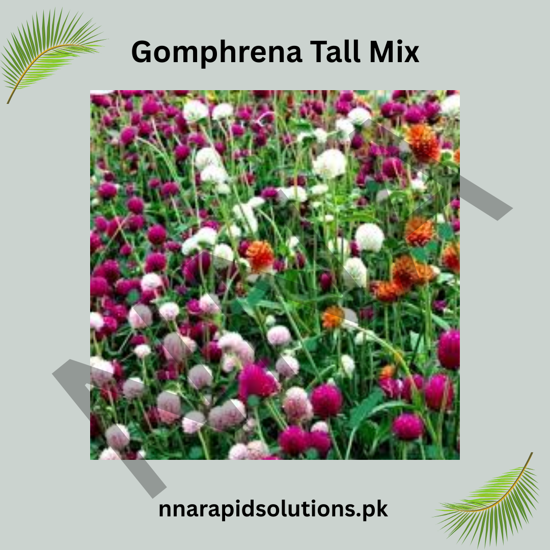 Gomphrena Tall Mix Seeds – Vibrant Tall Garden Flowers