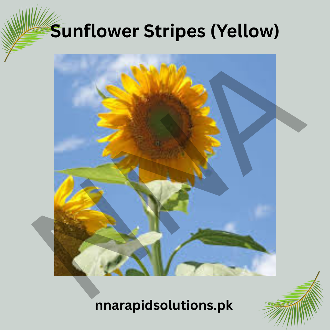 Sunflower Stripes (Yellow) Seeds – Unique Striped Dwarf Sunflower
