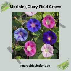 Morning Glory Field Grown Seeds – Vigorous Climbing Flower
