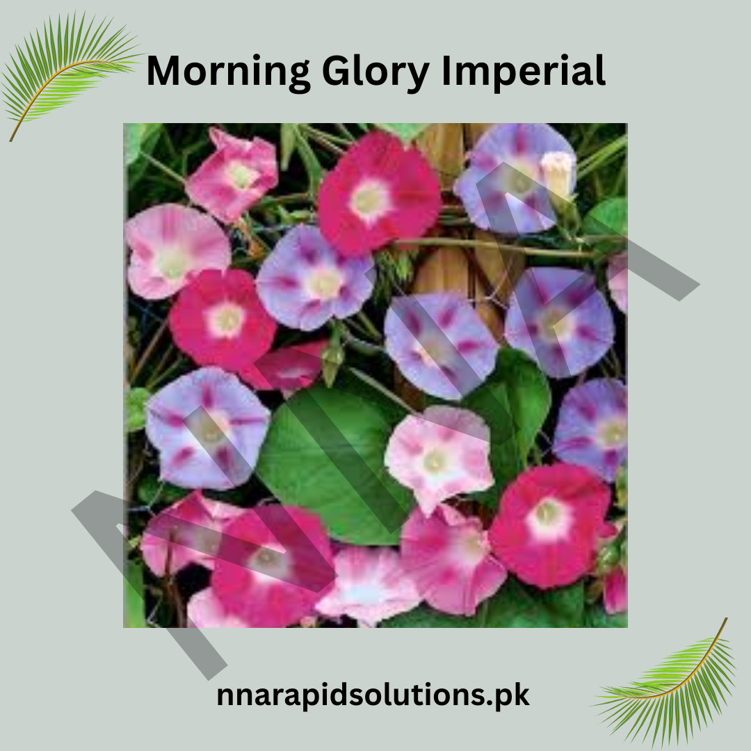 Morning Glory Imperial Seeds – Majestic Blue Climbing Flower