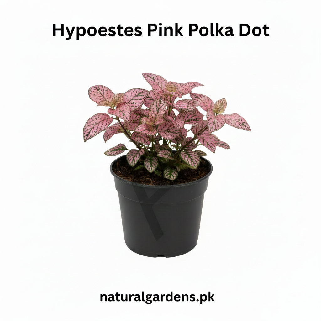 Hypoestes Pink Polka Dot Plant – Colorful Foliage Indoor Plant