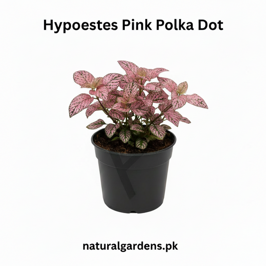 Hypoestes Pink Polka Dot Plant – Colorful Foliage Indoor Plant