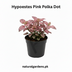 Hypoestes Pink Polka Dot Plant – Colorful Foliage Indoor Plant
