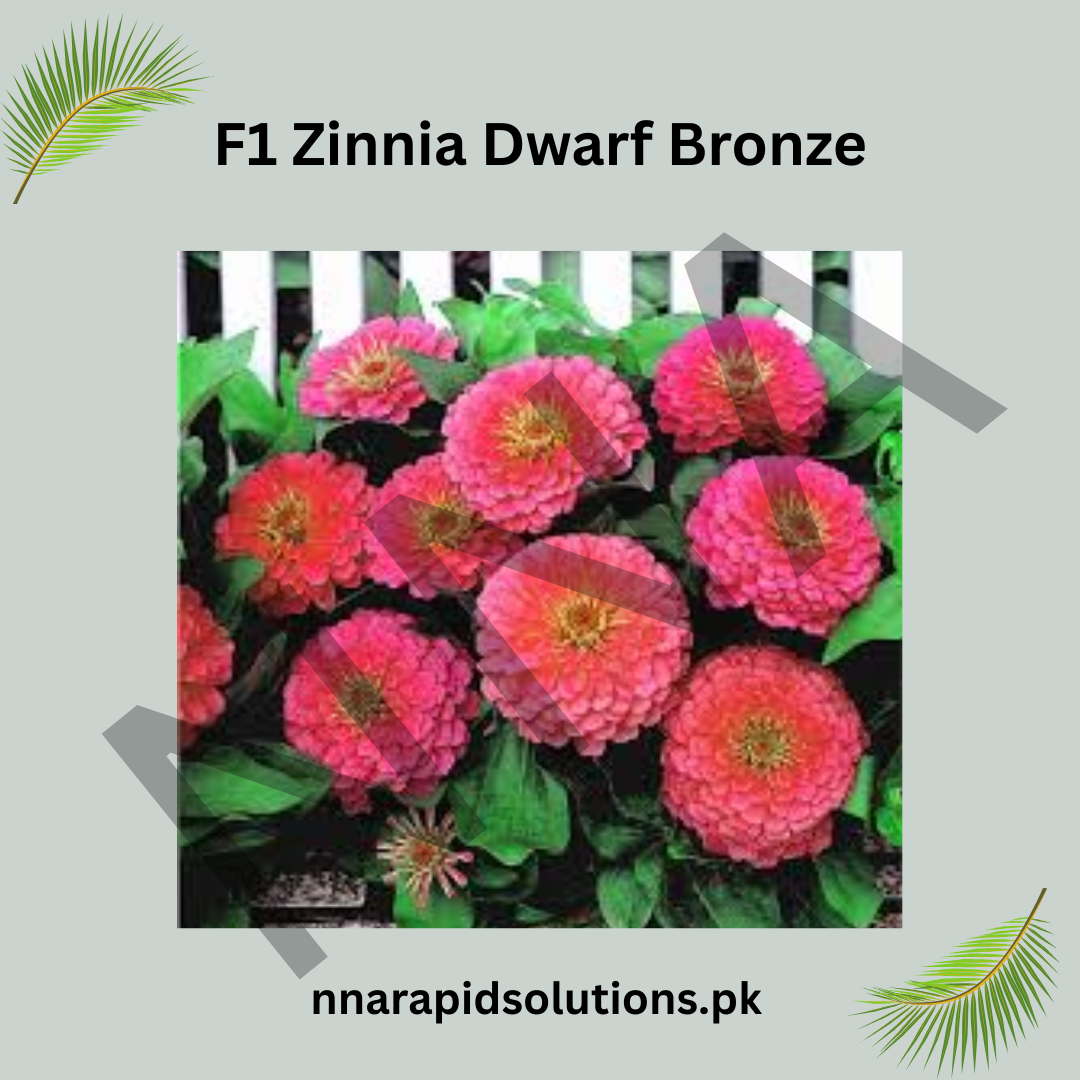 F1 Zinnia Dwarf Bronze Seeds – Heat Tolerant Summer Flower