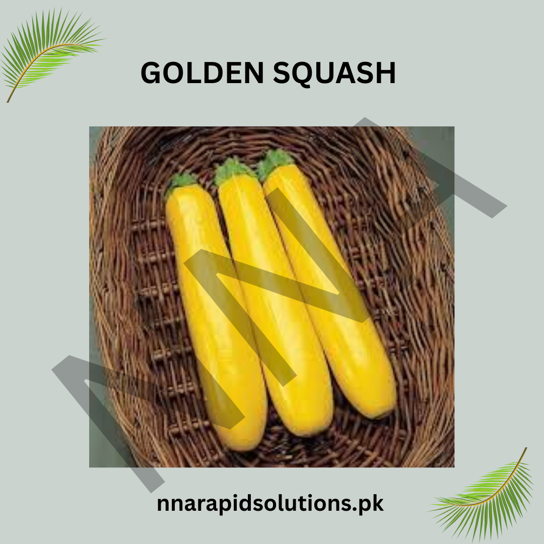 Golden Squash Seeds (Hybrid) – Bright Yellow Summer Squash for Kitchen Gardens