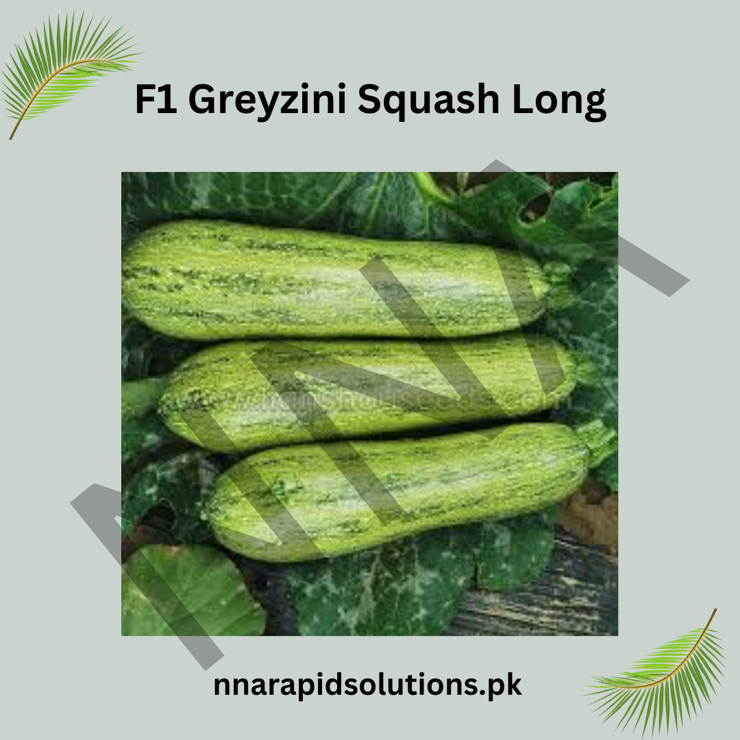 F1 Greyzini Squash Long Seeds (Hybrid) – Hybrid High Yield Summer Squash