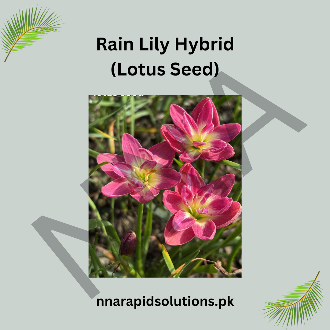 Rain Lily Hybrid Lotus Seed Bulb – Elegant Pink Blooming Rain Lily