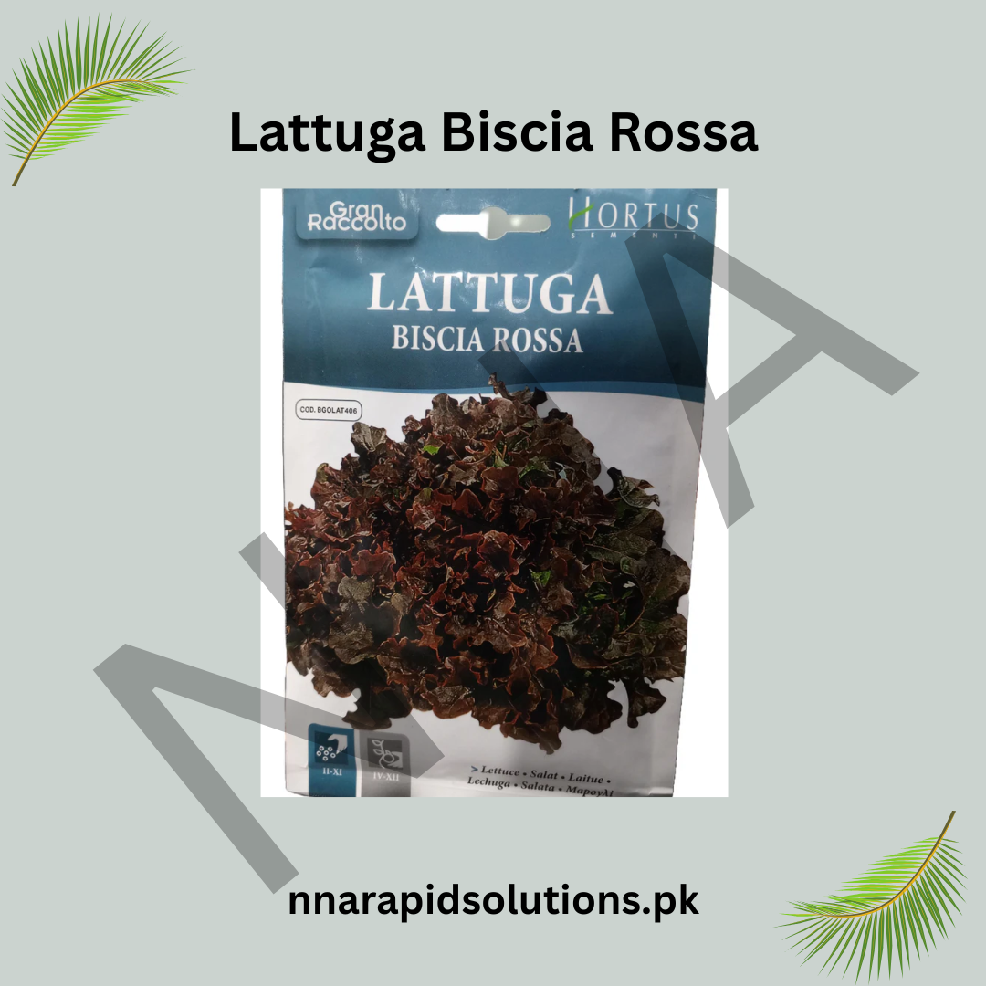 Lattuga Biscia Rossa Seeds – Red Leaf Italian Lettuce
