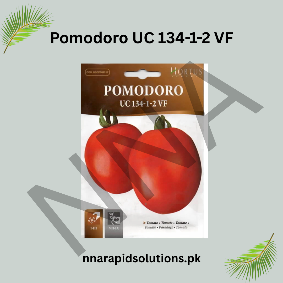 Pomodoro UC 134-1-2 VF Seeds – High-Yield Processing Tomato
