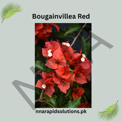 Bushy Bougainvillea/Boganvelia Flowering Plant | Colorful Outdoor Shrub