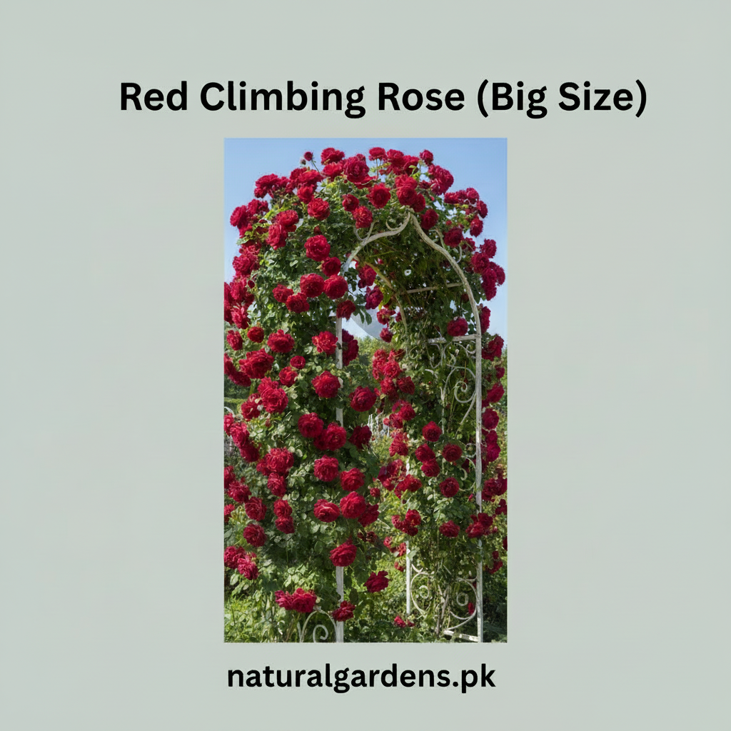 Red Climbing Rose Plant (Big Size) – Fragrant Flowering Rose Vine