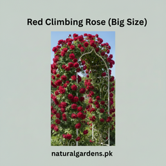 Red Climbing Rose Plant (Big Size) – Fragrant Flowering Rose Vine