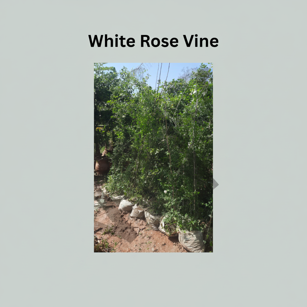 White Climbing Rose Plant (Big Size) – Elegant Fragrant Rose Vine