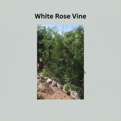 White Climbing Rose Plant (Big Size) – Elegant Fragrant Rose Vine